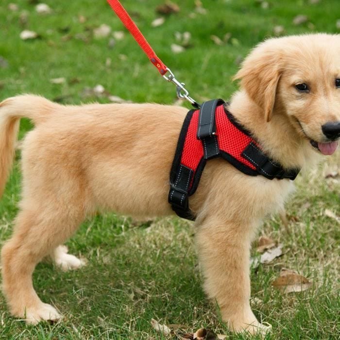 Harnais pour animaux domestiques - S - Rouge - Réfléchissant - Confortable - Ajustable