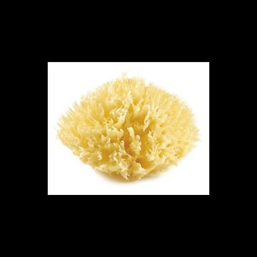 Eponge de mer Honeycomb
