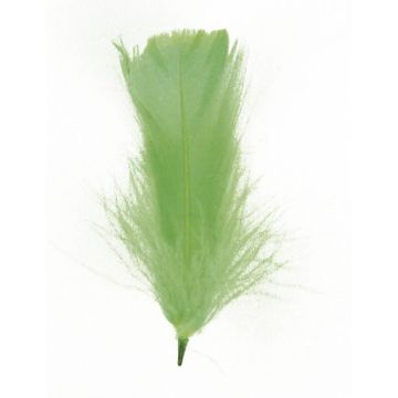 Plume d'oie, Colore, 16 - 20 cm, 8 pces {couleur}