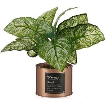 Plante - IBERGARDEN - Multicolore - Dimensions 47x29x26 cm - Référence S3617837 - Standard