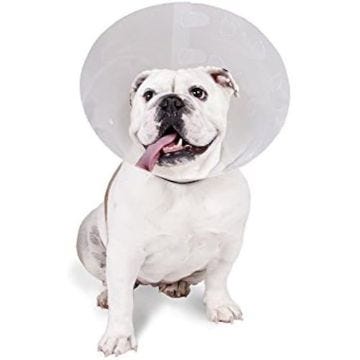 Collier transparent KVP pour mascotte - Confortable et facile à installer